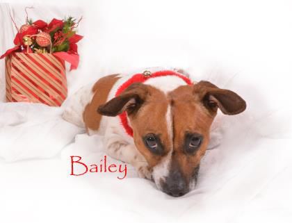 Bailey.jpg